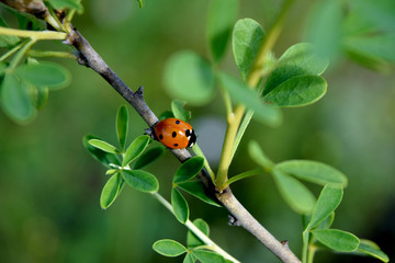 Ladybug on grass macro close up