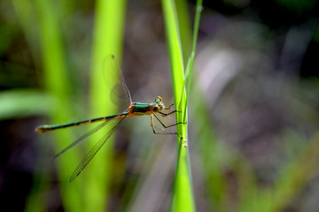 Dragonfly