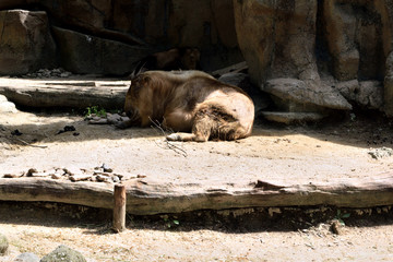 ゴールデンターキン