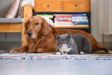 Golden Retriever and Cat