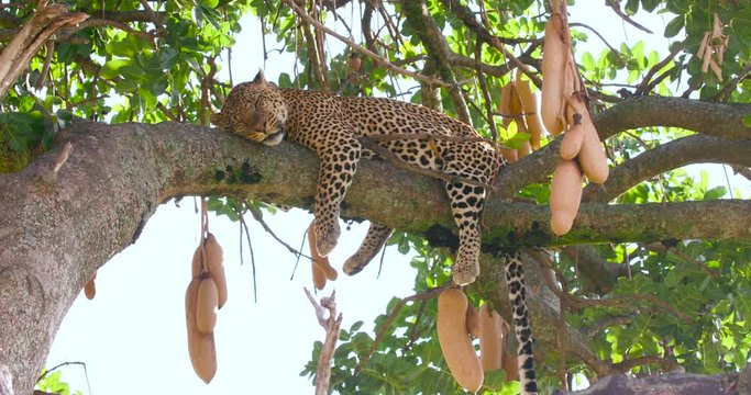 Leopard Laying In Sausage Tree; Maasai Mara Day 4; Maasai Mara, Kenya, Africa