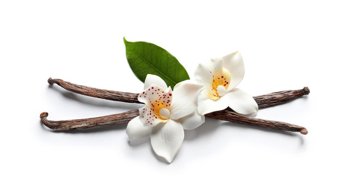 Fototapeta Wanilia wtyka i kwitnie na białym tle