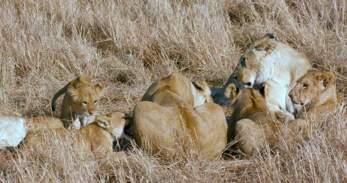Lioness & Cubs In Long Grass; Maasai Mara 6 Sept Am; Maasai Mara, Kenya, Africa