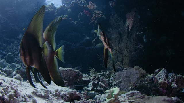 School of longfin batfish (Platax teira)WAKATOBI, Indonesia, NOV 2017, slow motion