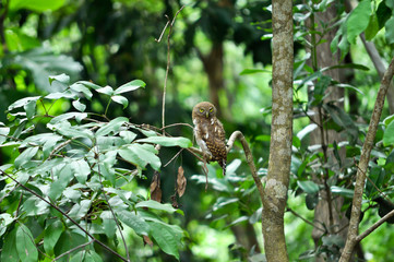 owl