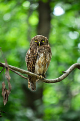 owl