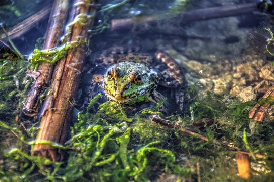 River frog