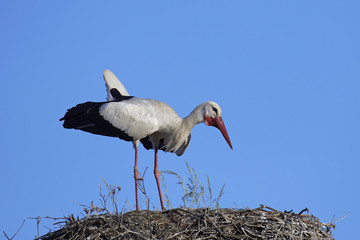 White stork (Ciconia ciconia)
