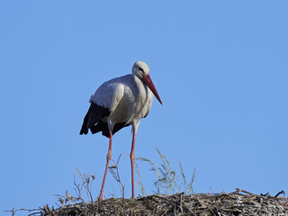 White stork (Ciconia ciconia)