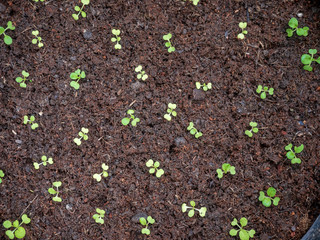 Small trees are growing.