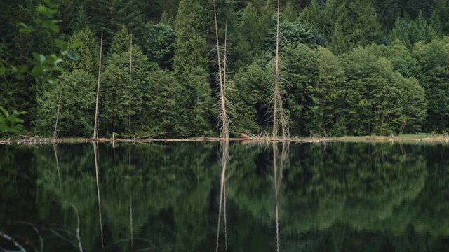 Lake reflection of trees landscape mirror image