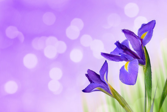 Water drop on spring iris flowers on purple background. 