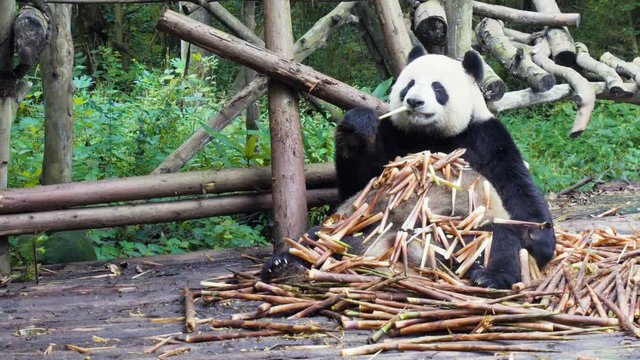 Cute giant panda eating bamboo shoots. Amazing wild animal