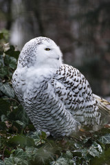 Snowy owl looks around.