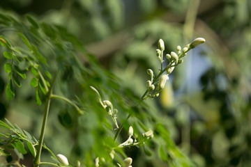 White flower of Horse radish tree