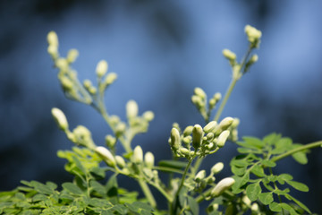 White flower of Horse radish tree