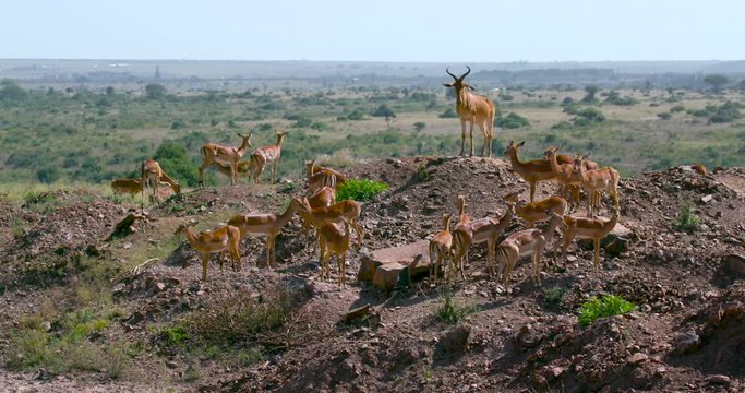 Female Impalas & Hartebeest On Mound; Nairobi National Park; Nairobi, Kenya, Africa