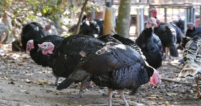 Turkey bird farm at outdoor