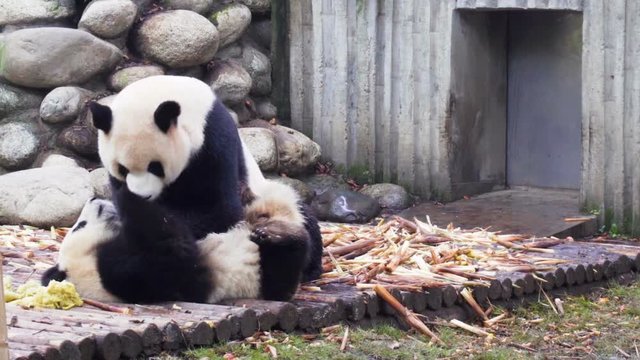 Two cute happy young giant pandas playing together