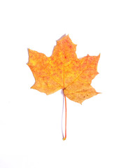 Orange maple autumn leaf on white background