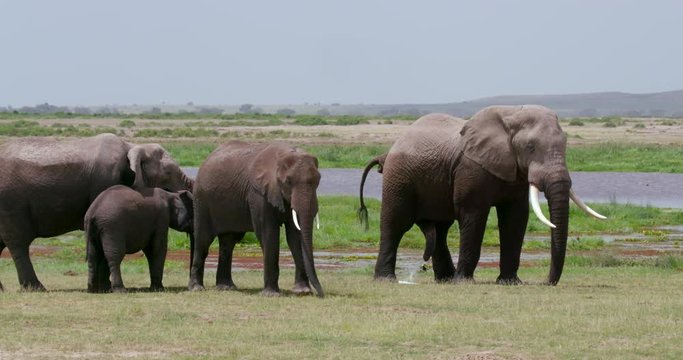 African Elephants Waiting; Amboseli Day 2; Amboseli, Kenya, Africa