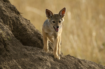 African fox