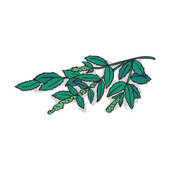Isolated clipart of plant Mint on white background. Botanical drawing of herb Mentha with leaves and flowers