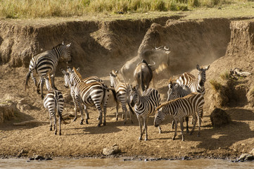 Zebras at the watering hole
