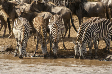 Zebras at the watering hole