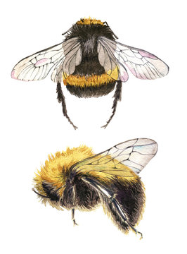 set of hand drawn watercolor painting bee on white background