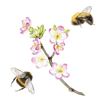 Hand drawn watercolor painting bumblebees flying around a blooming branch