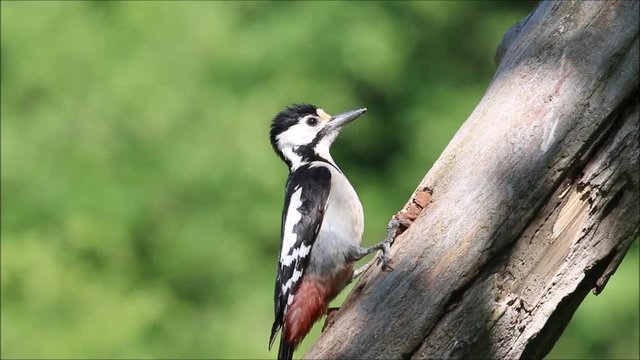 Syrian Woodpecker