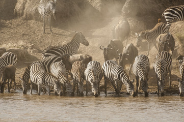 Zebras watering