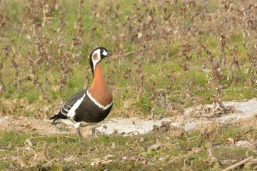 Red Breasted Goose (Branta ruficollis)