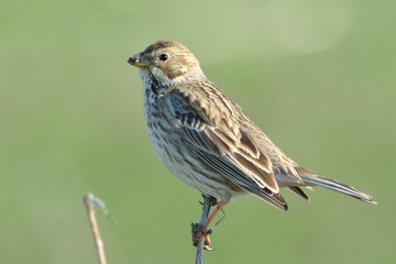 Corn bunting (Emberiza calandra)