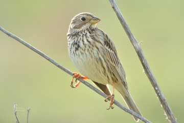 Corn bunting (Emberiza calandra)