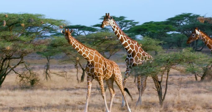 Reticulated Giraffes Walking; Samburu 13 October 16; Samburu, Kenya, Africa