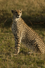 Cheetah posing