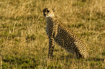Cheetah