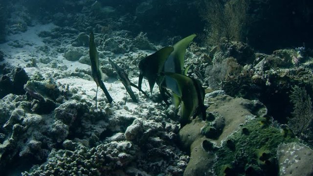School of longfin batfish (Platax teira)WAKATOBI, Indonesia, NOV 2017, slow motion