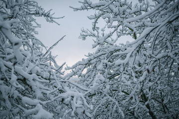 Season greetings and holidays celebration