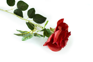 red roses on a white background