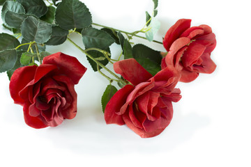 three red roses on a white background