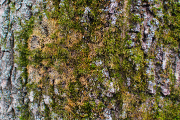 Texture of the trees bark cowered with green moss