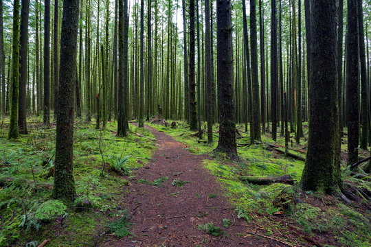 Fototapeta Wet forest, trunks of trees and the land is covered with green moss. It is an island of a fairy  forest, where everything, except for footpaths covered with damp moss. 