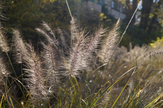 秋の草 猫じゃらし エノコログサ 逆光 植物 野草 雑草 Stock 写真 Adobe Stock