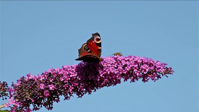 Peacock Butererfly, Inachis Io; Butterflies; Buddleia Davidii Bush In Garden