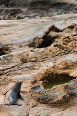 Fur Seal New Zealand on rocks on the beach
