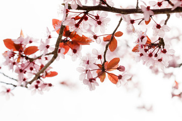 spring tree in the park