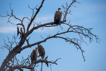 Kruger National Park, Mpumalanga, South Africa